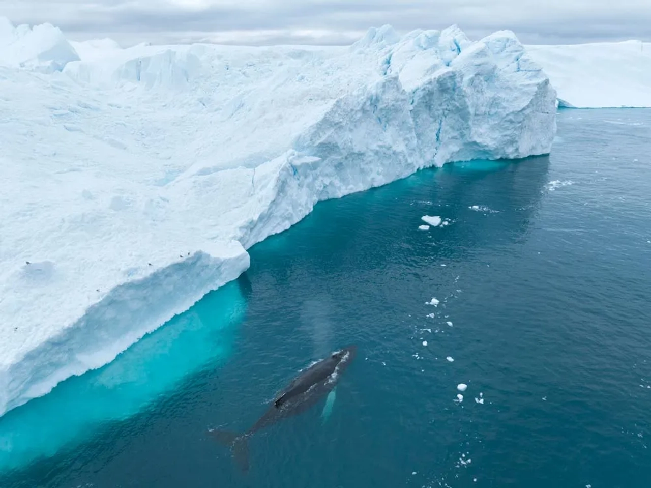 ballenas en Groenlandia