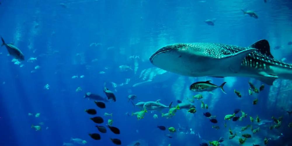 tiburón ballena en Mozambique