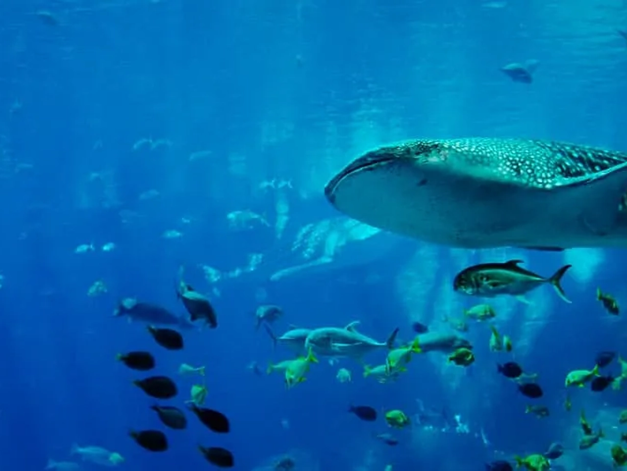 tiburón ballena en Mozambique
