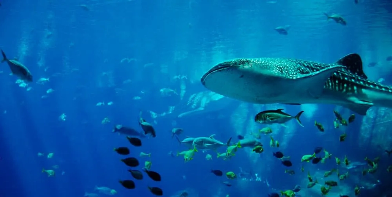 tiburón ballena en Mozambique
