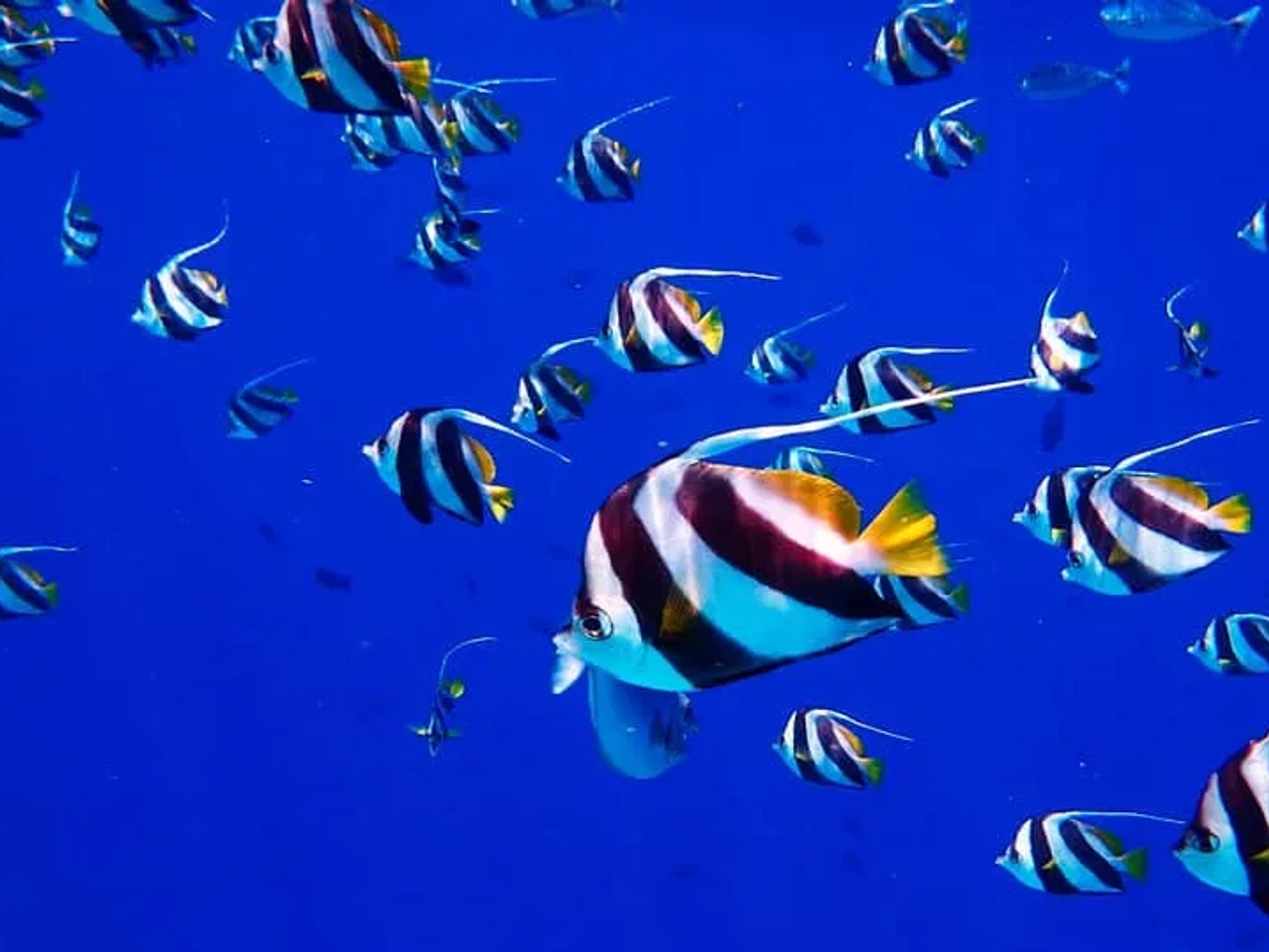 snorkel en Phi Phi