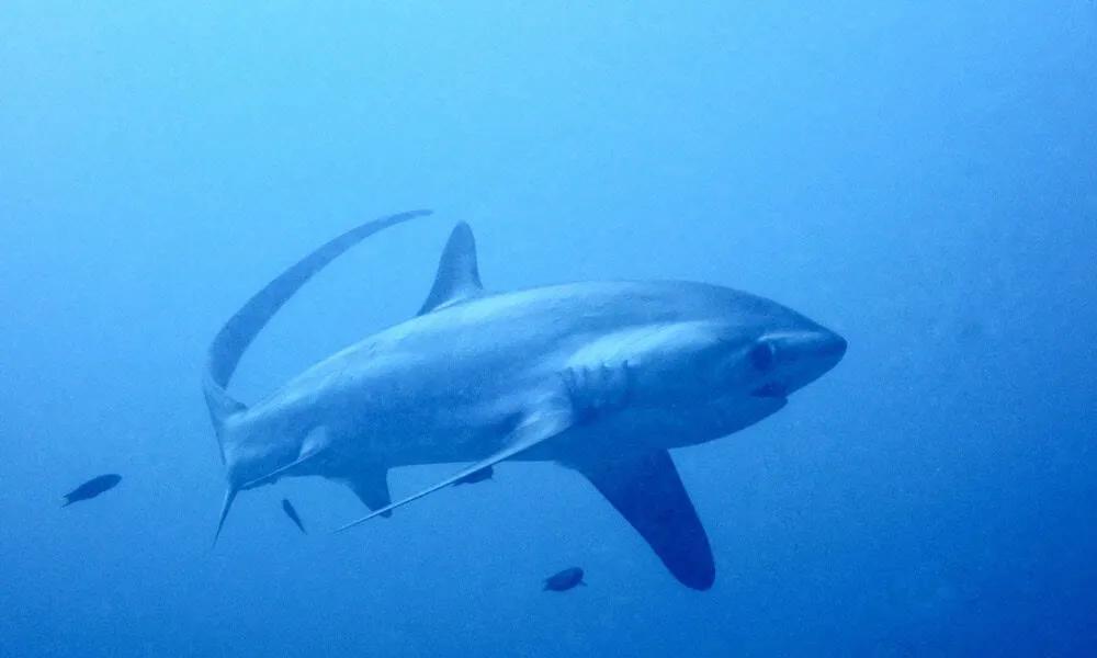 Los mejores lugares para bucear en el Sudeste Asiático