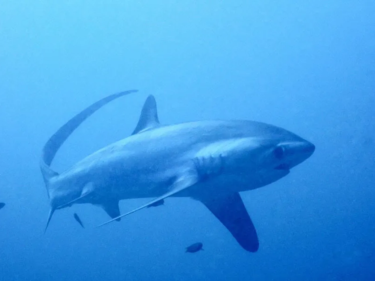 ver tiburones en Asia