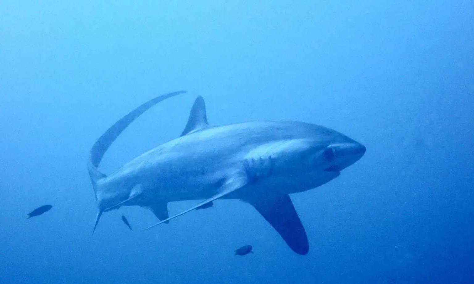 ver tiburones en Asia