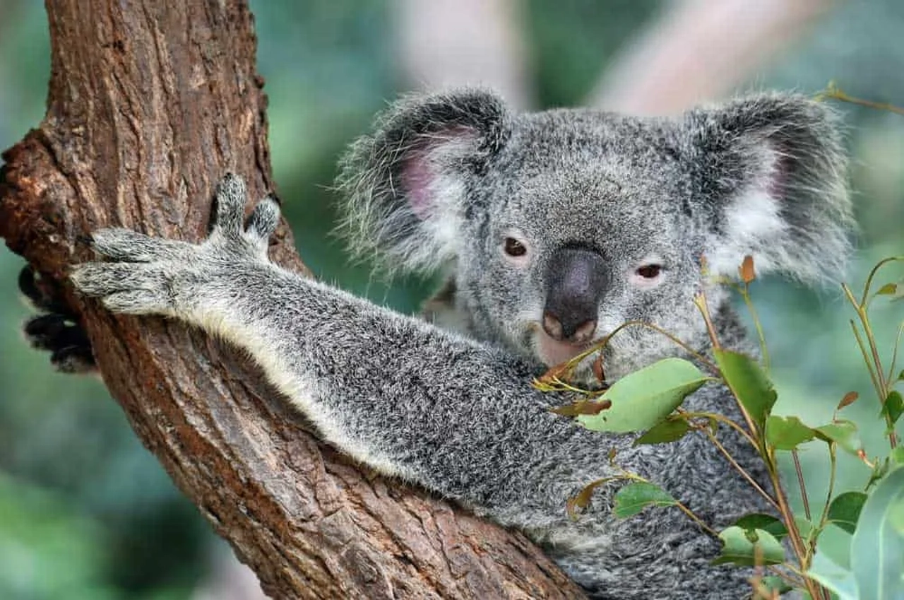 póliza internacional para viajar a Australia