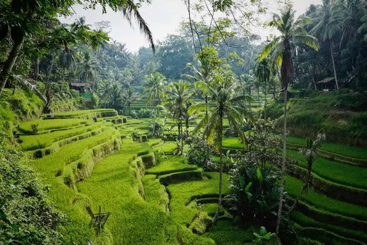 arrozales de Ubud