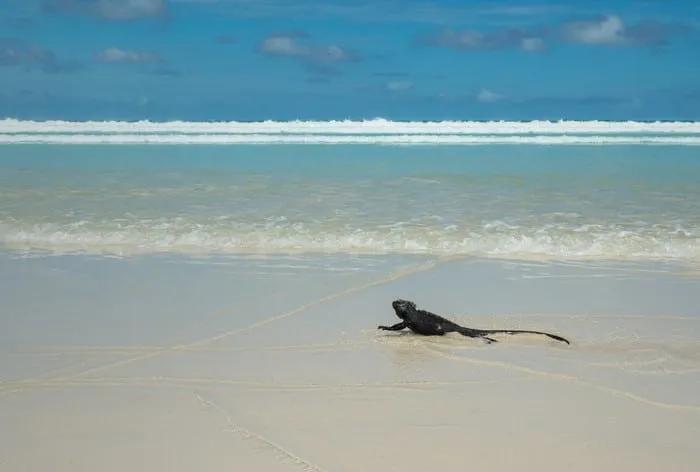 Iguana marina en la playa, con mar y cielo despejado de fondo.