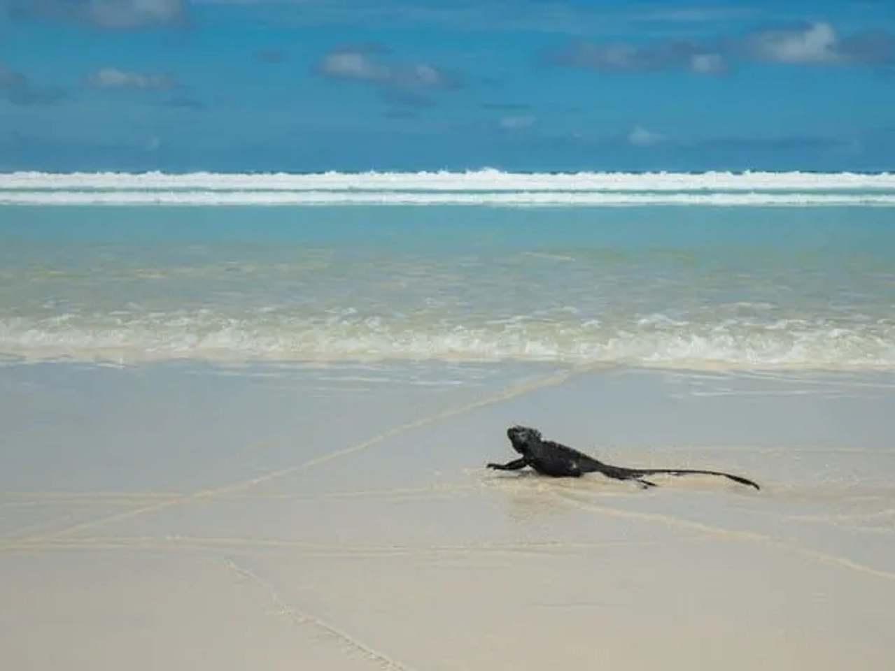 Iguana marina en la playa, con mar y cielo despejado de fondo.