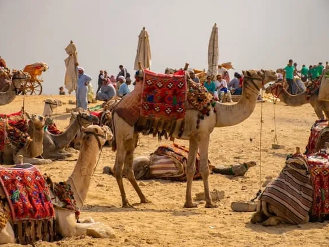 bando de camelos no Egipto