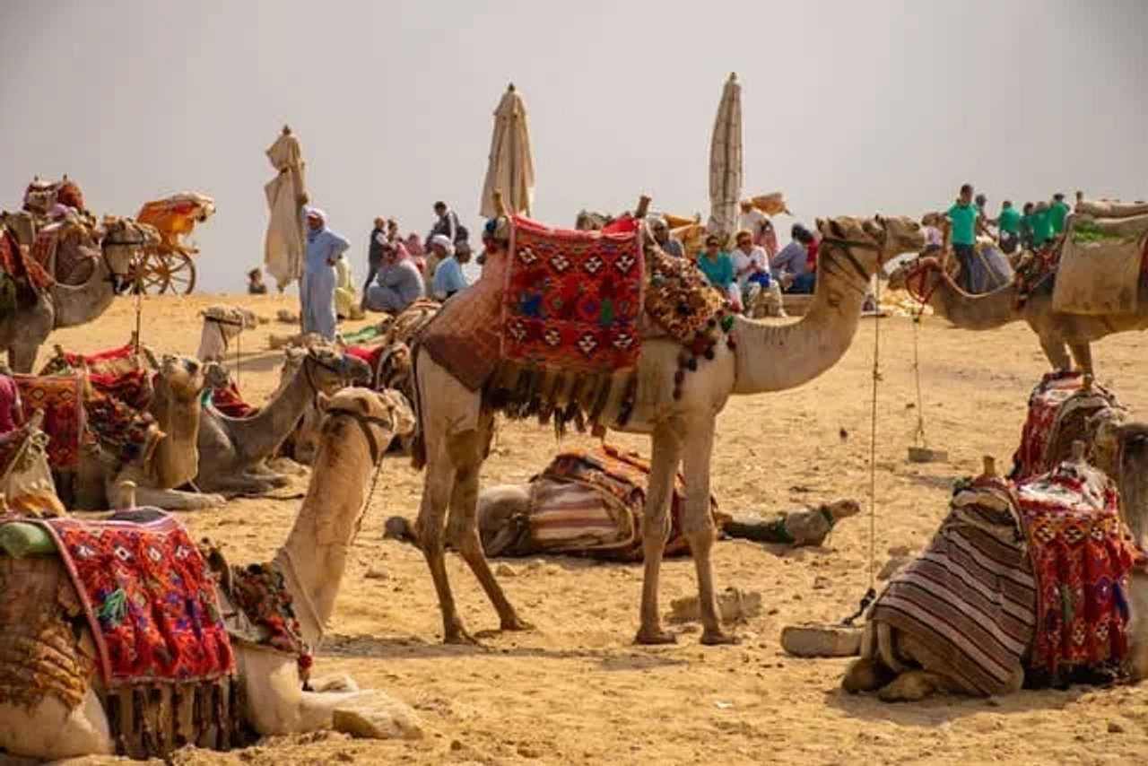 bando de camelos no Egipto