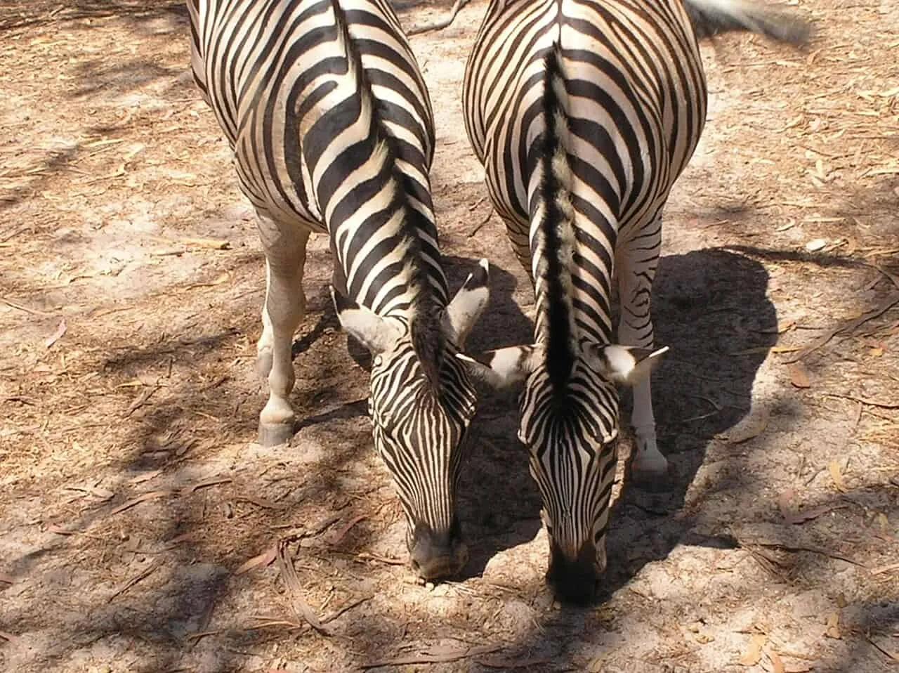 badoca safari park parque tematico em portugal