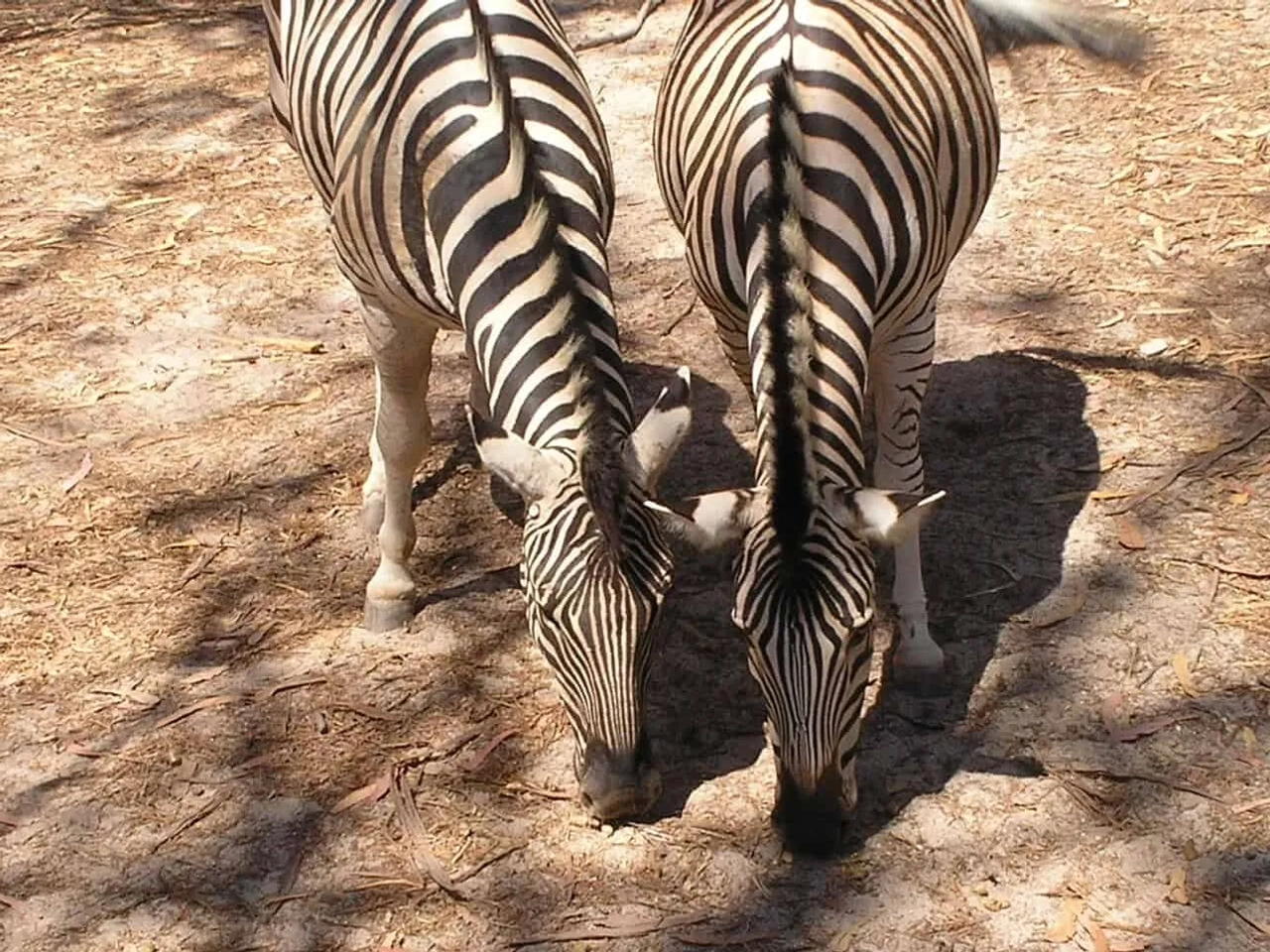badoca safari park parque tematico em portugal