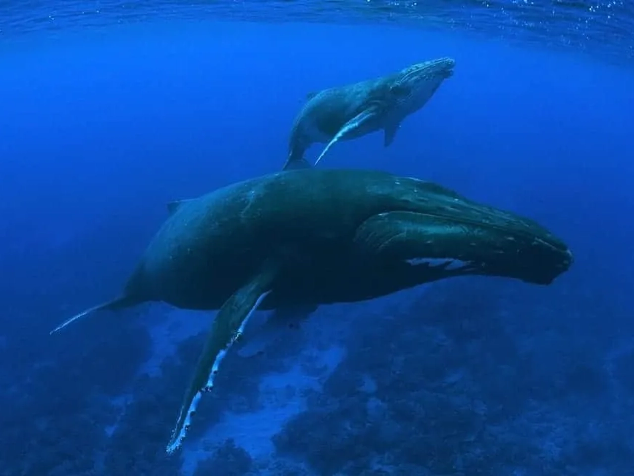 baleia nas ilhas austrais