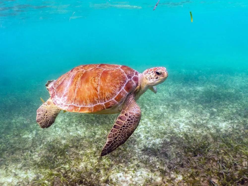 que hacer en Riviera Maya