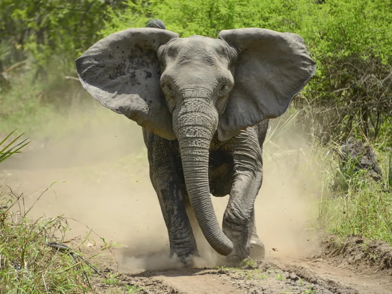elefante furioso corre em direçao à camara