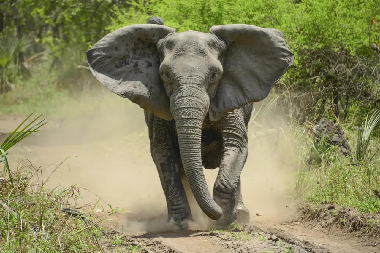 elefante furioso corre em direçao à camara