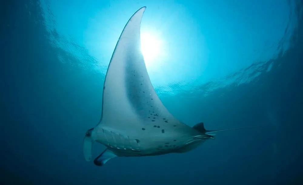 precio del buceo en México