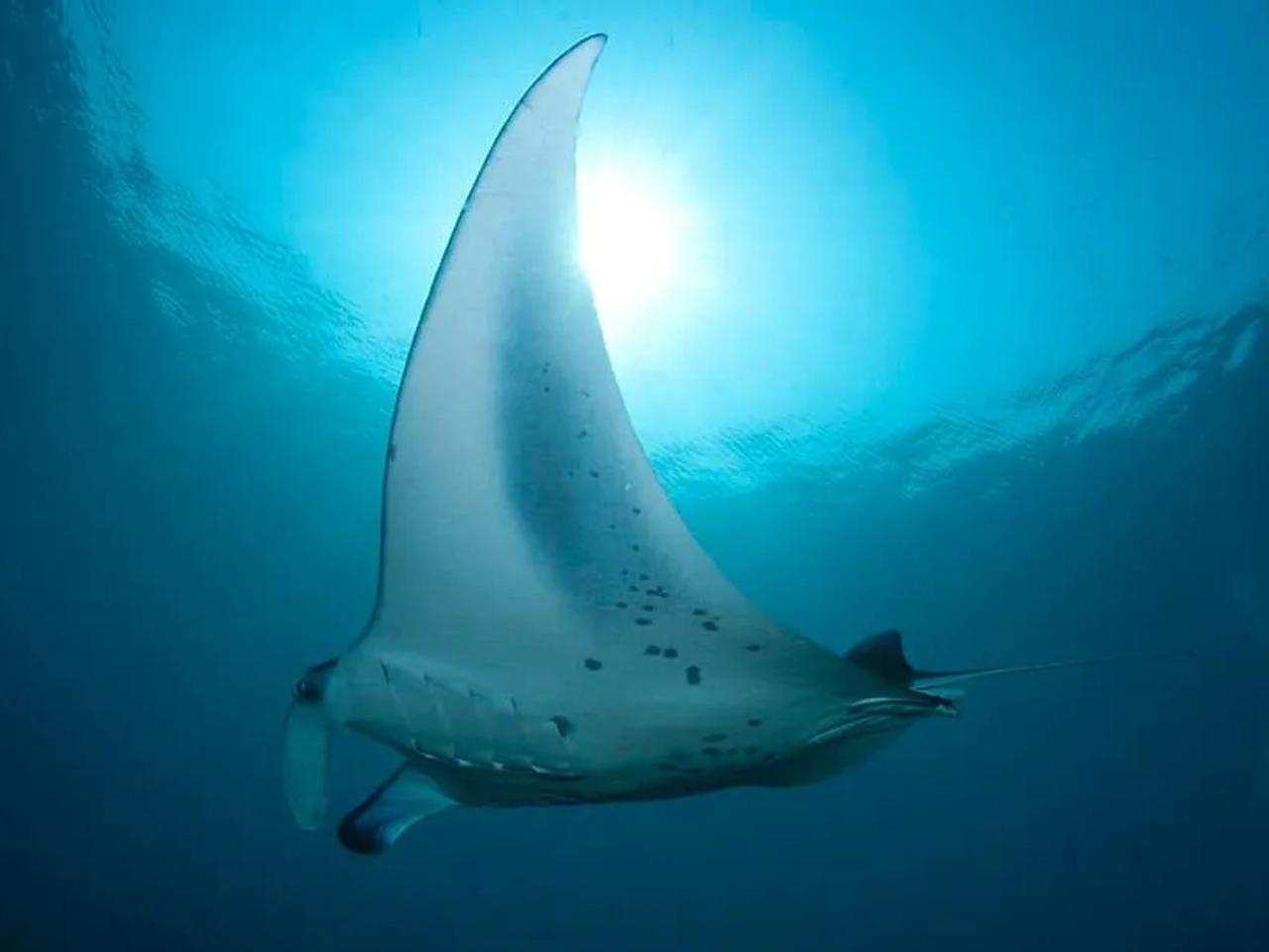 precio del buceo en México