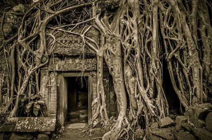 árbol de Tomb Raider en Angkor Wat