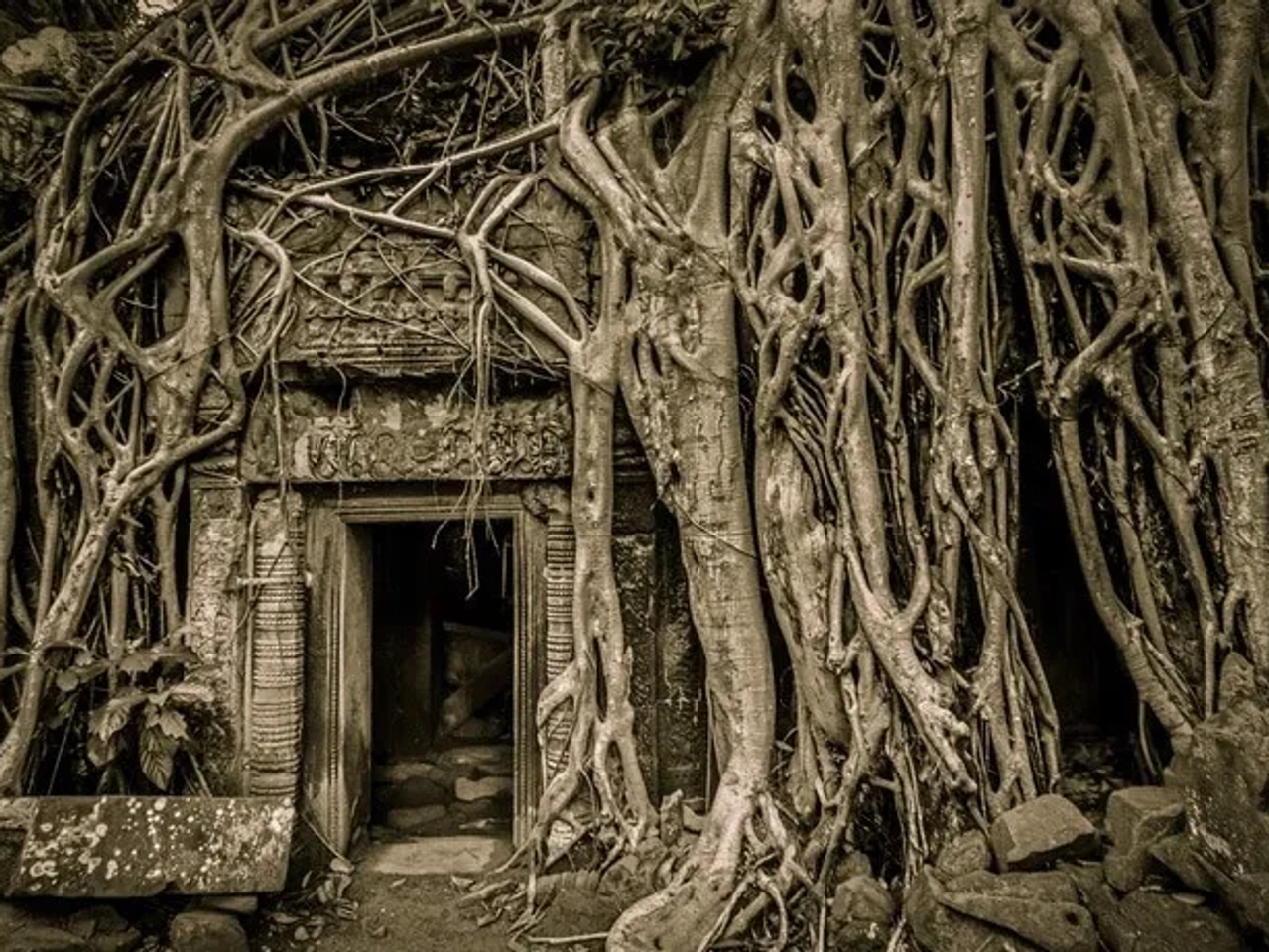 árbol de Tomb Raider en Angkor Wat