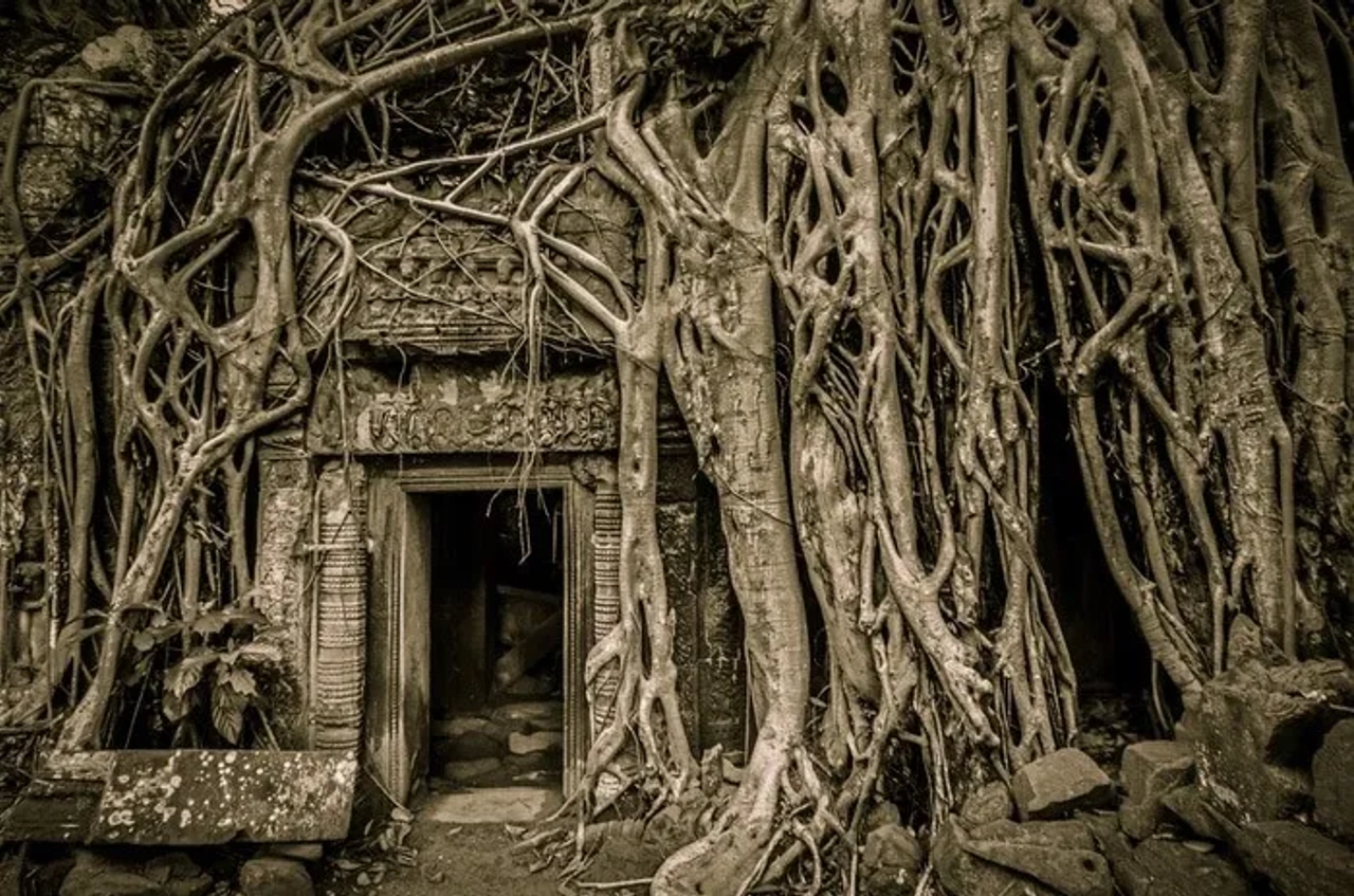 árbol de Tomb Raider en Angkor Wat