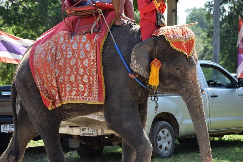 elefante a carregar pessoa na Tailândia