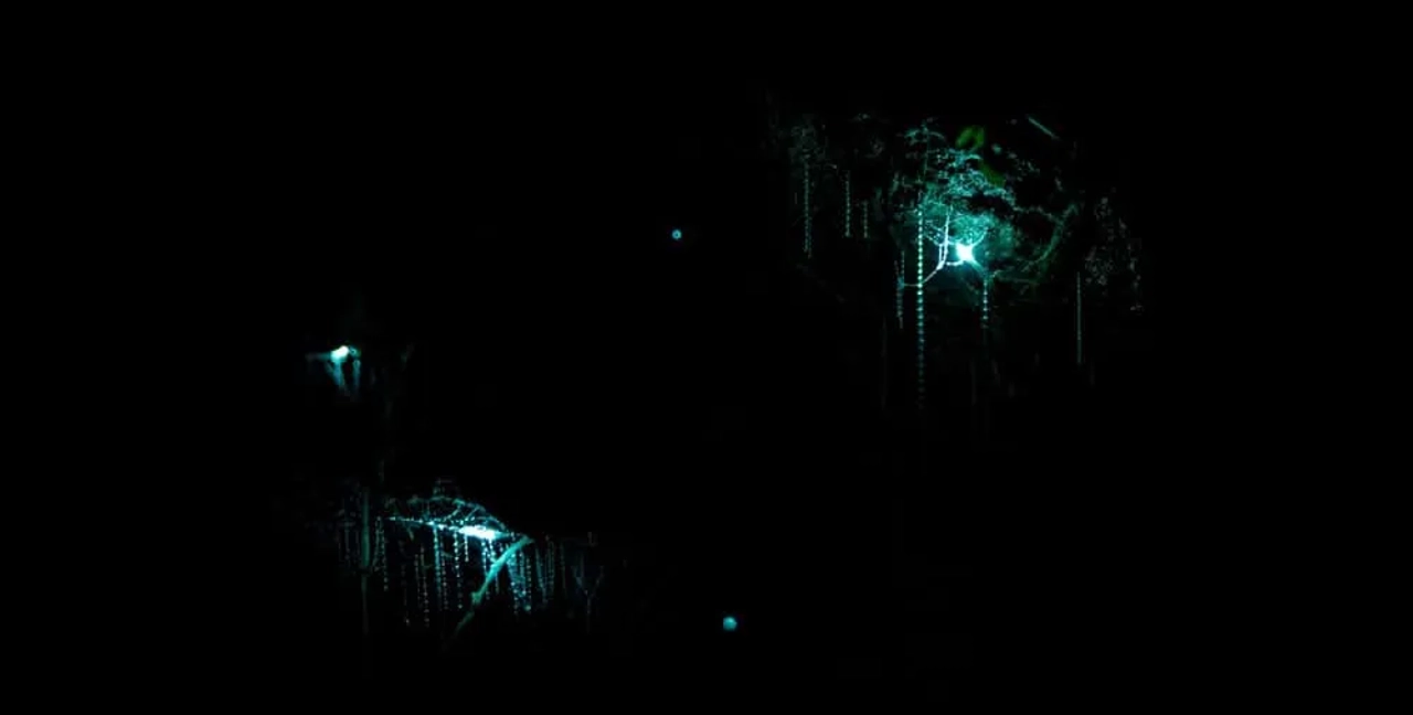 Waitomo Caves