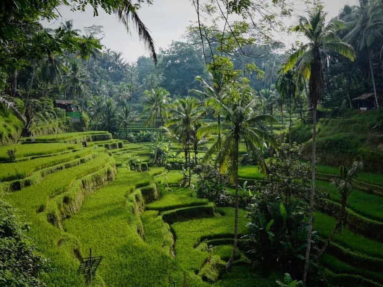 nómada digital en Bali