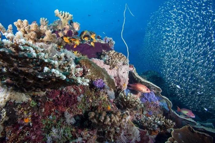 buceo en Mneba Zanzibar