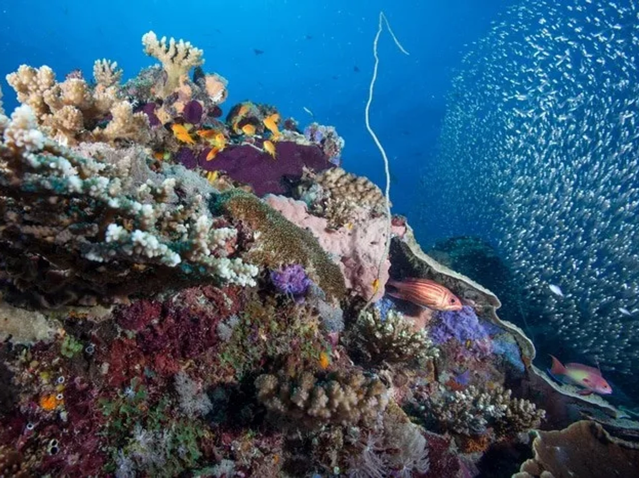 buceo en Mneba Zanzibar