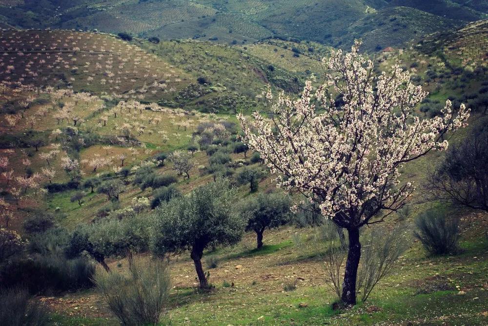 paisagem amendoeiras em flor em foz coa