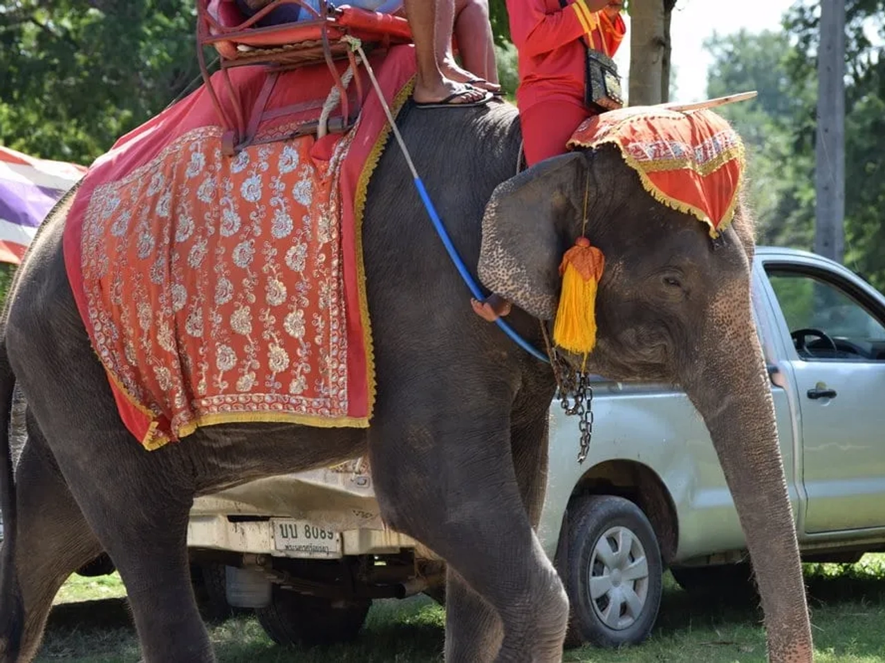 no montar elefantes en Tailandia
