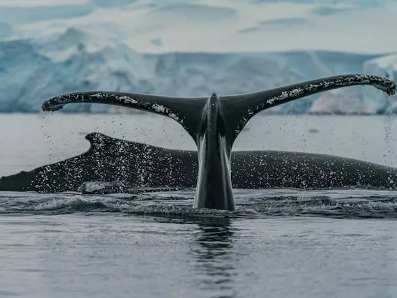 cauda de uma orca a nadar na antartida