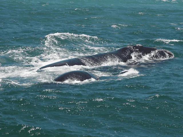 agua azul em hermanus na africa do sul com baleias na superficie