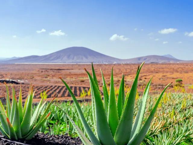 vista de plantas de aloe e vera junto a um descampado em fuerteventura nas ilhas canarias