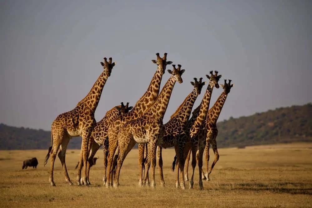 Parque Nacional Arusha