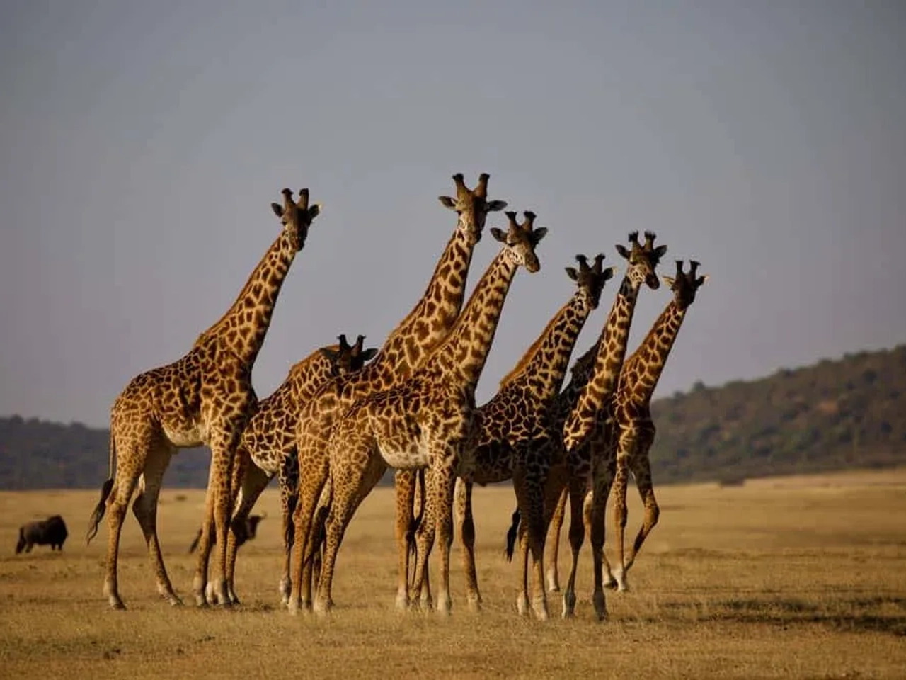 Parque Nacional Arusha