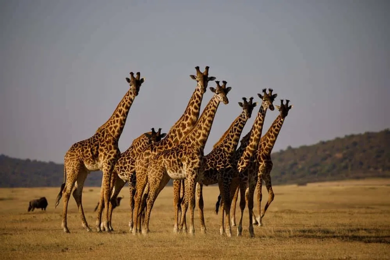 Parque Nacional Arusha