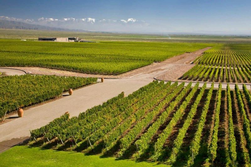 Los 5 mejores Viñedos en Mendoza (Argentina)
