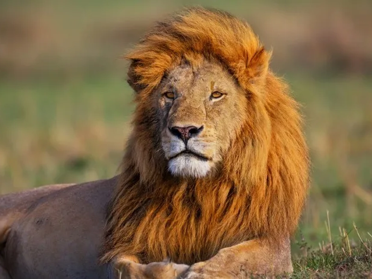 Parques Nacionales Kenia