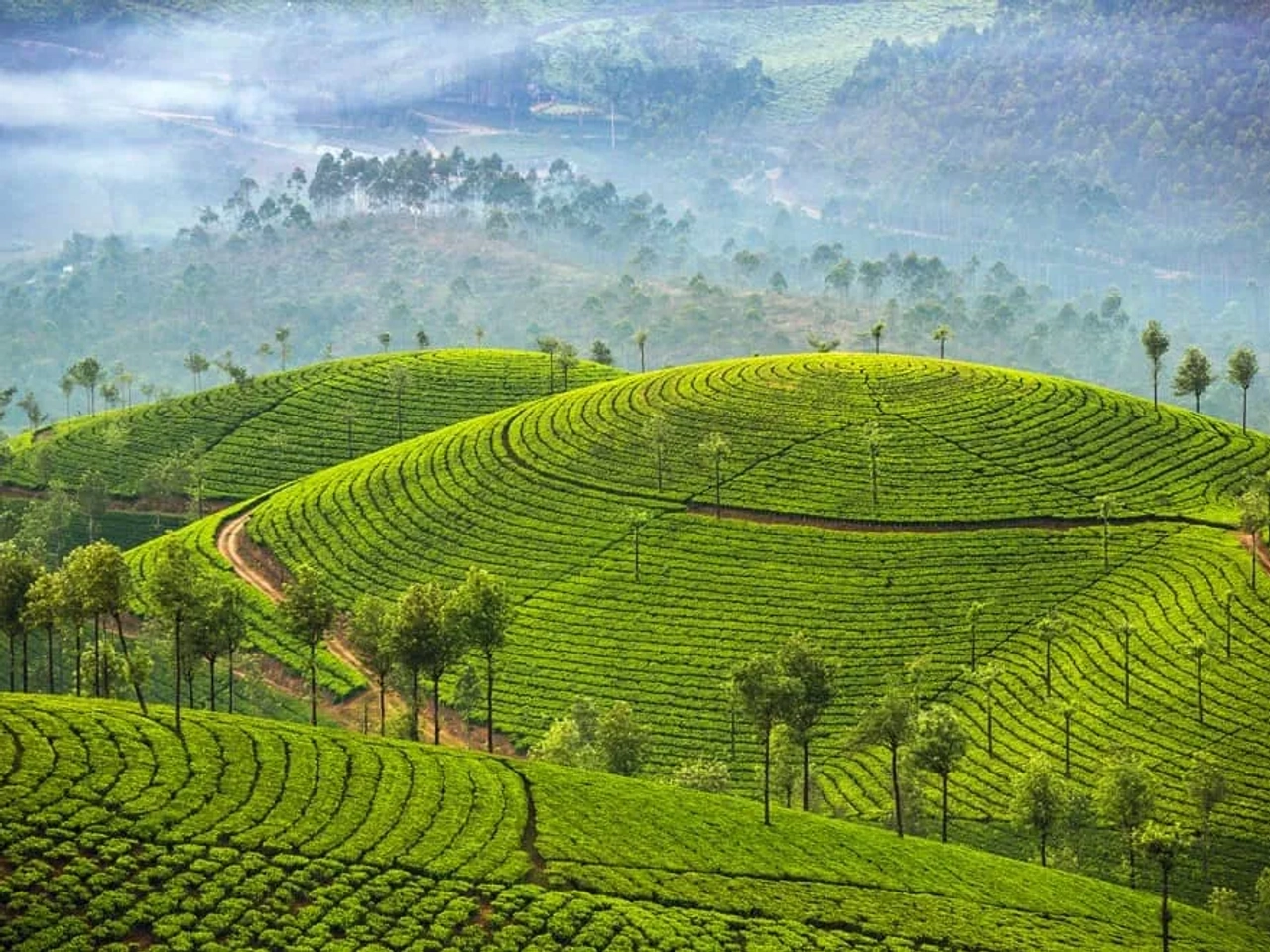campos de te en Sri Lanka