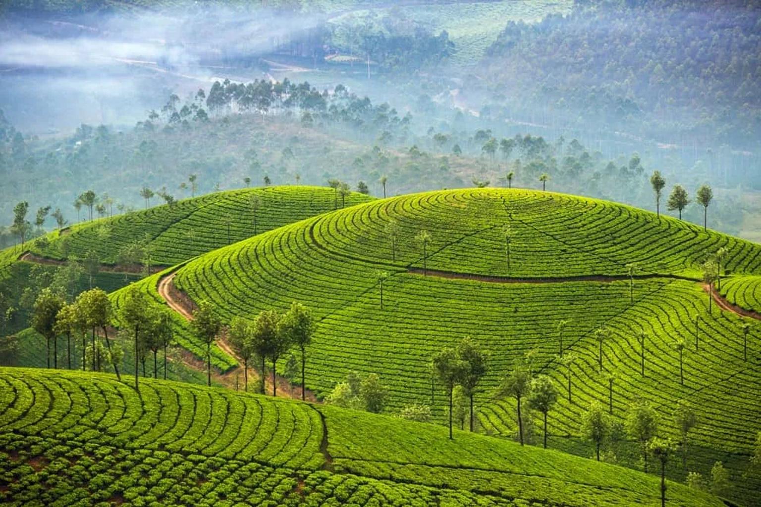 campos de te en Sri Lanka