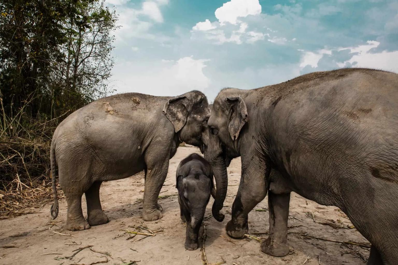 familia de elefantes em Chiang Mai na Tailândia