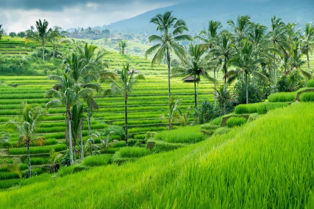 campos de arroz bali