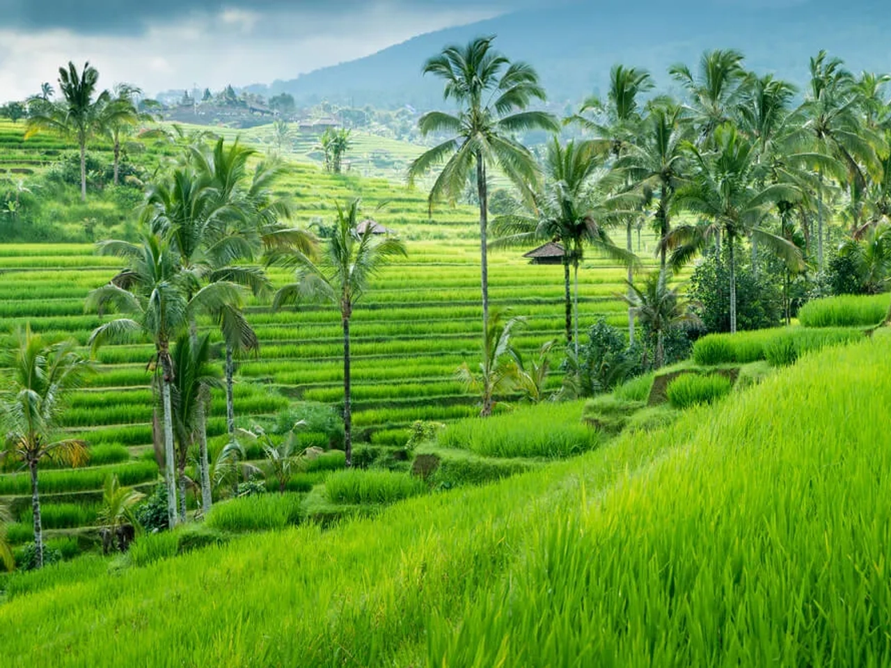 campos de arroz bali