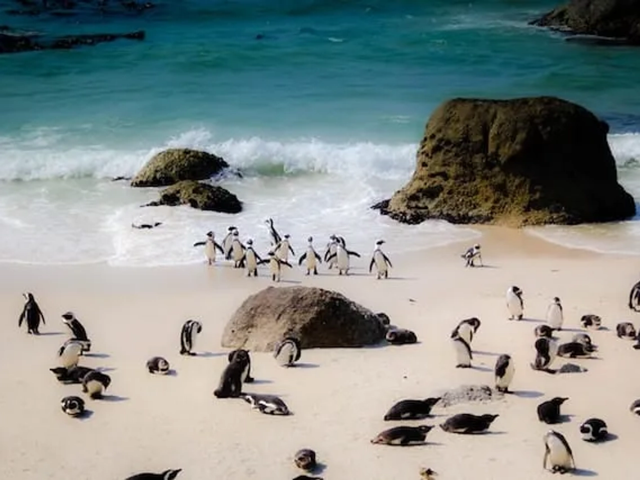 pinguins a sair do mar em Simon's Town, Cape Town, Africa do Sul
