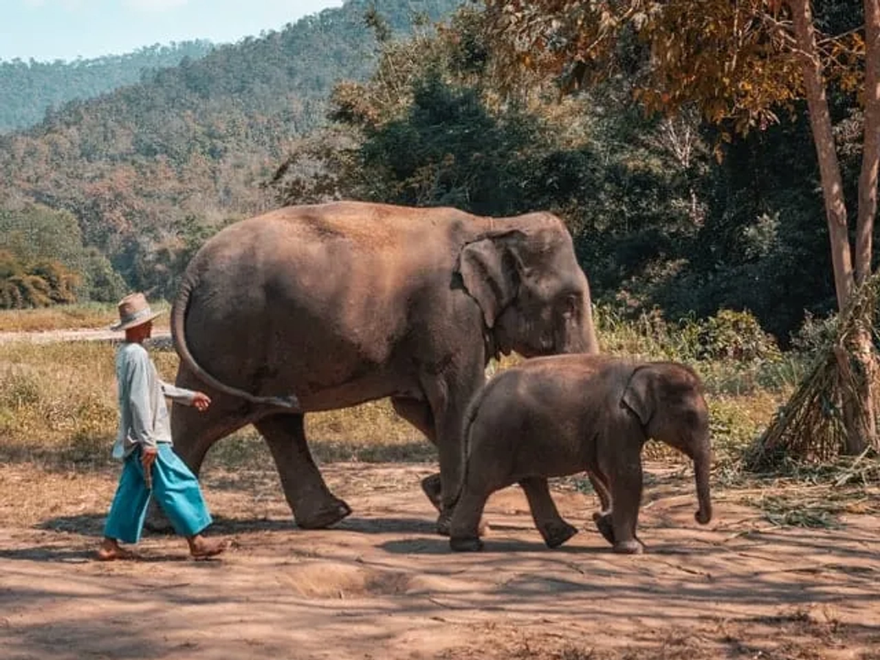 elefantes em chiang mai na tailândia