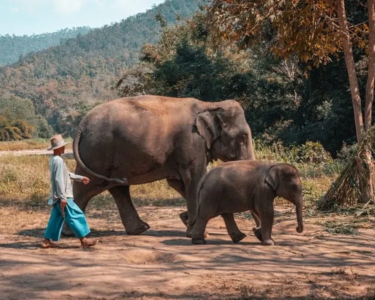 elefantes em chiang mai na tailândia