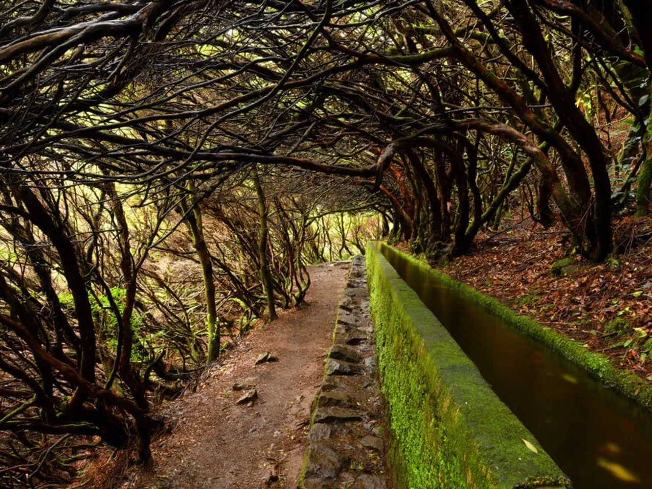 levada num bosque da madeira
