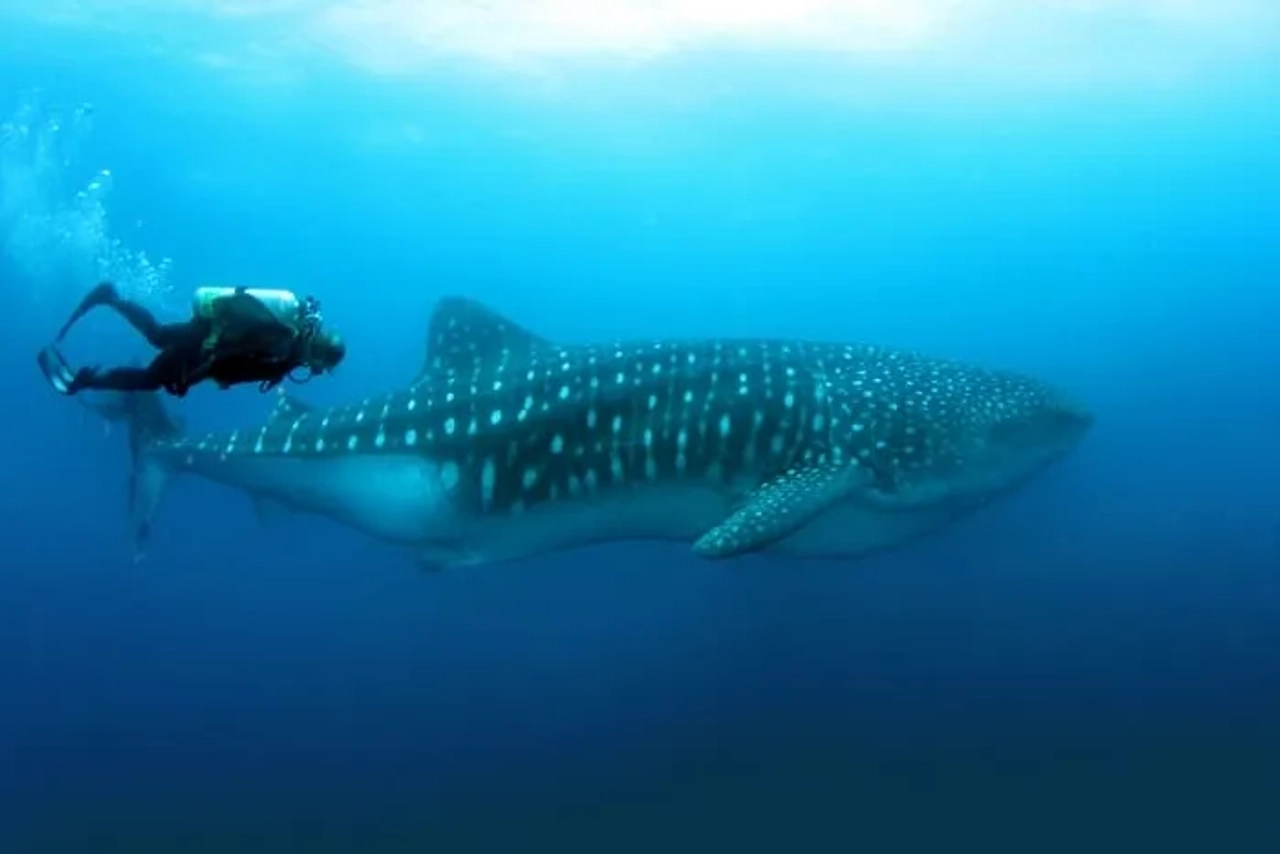 turismo responsable con animales